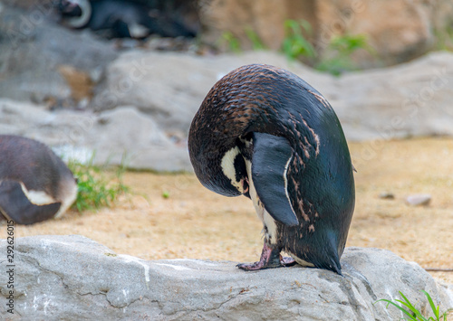 Penguins resting on the rocks on the shore