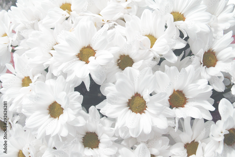 Fototapeta premium chamomile. bouquet. background. flowers