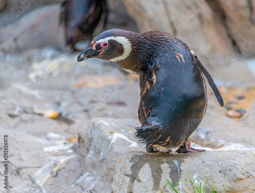 Penguins resting on the rocks on the shore