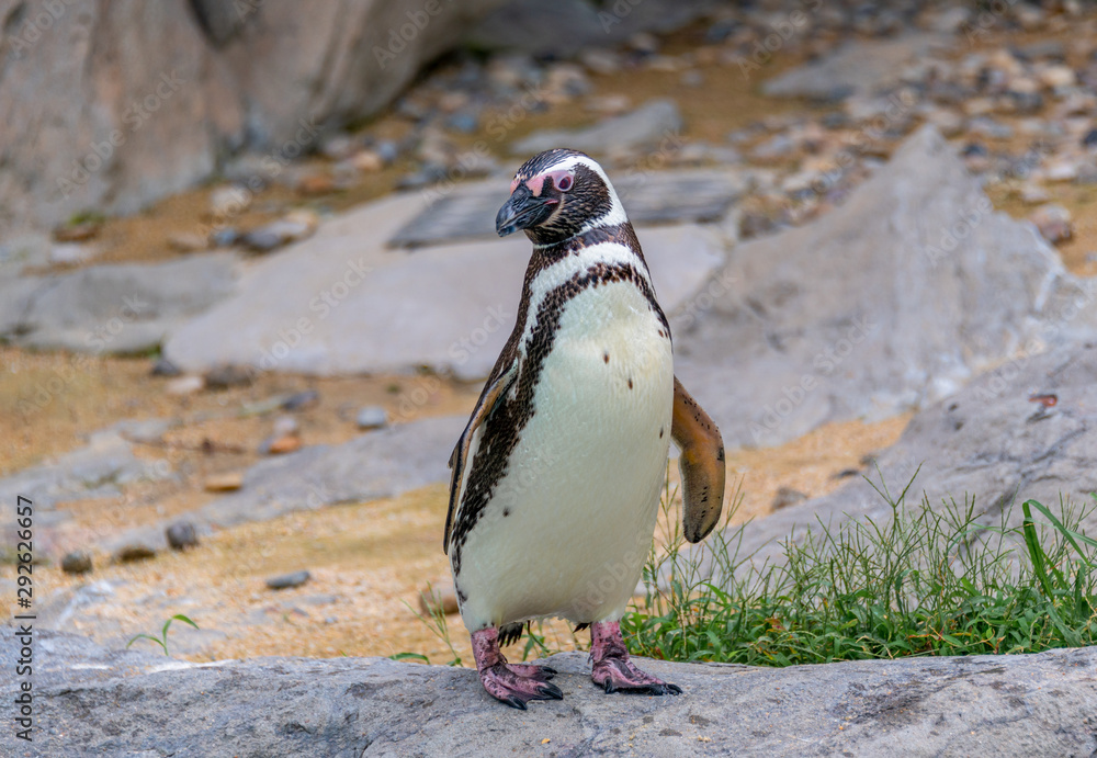 Naklejka premium Penguins resting on the rocks on the shore