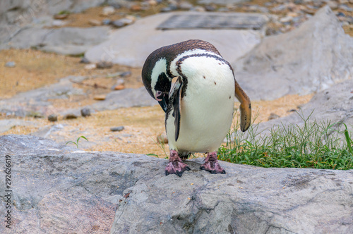 Penguins resting on the rocks on the shore