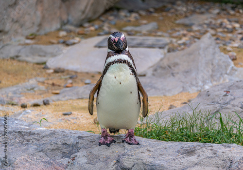 Penguins resting on the rocks on the shore