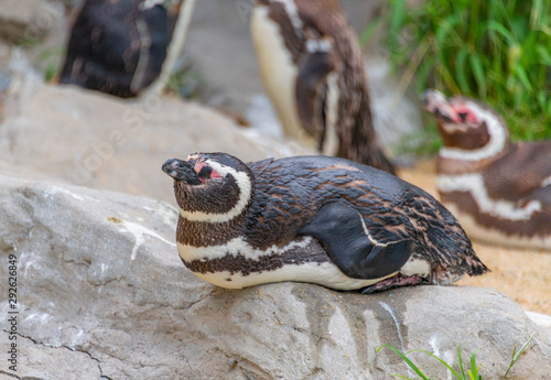 Penguins resting on the rocks on the shore
