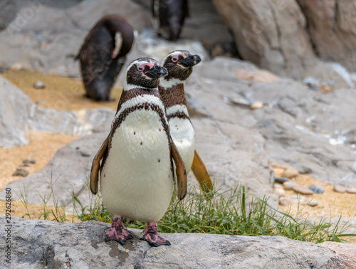 Penguins resting on the rocks on the shore