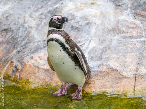 Penguins resting on the rocks on the shore