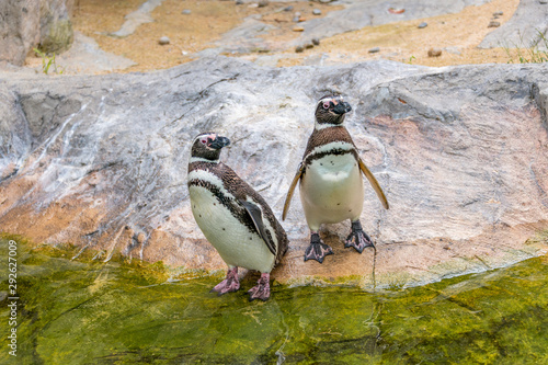 Penguins resting on the rocks on the shore