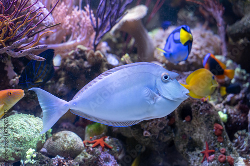 Bluespine Unicorn Tang..(Naso unicornis) ..strange fish from Pacific and Indian ocean there are horn likes unicorn photo