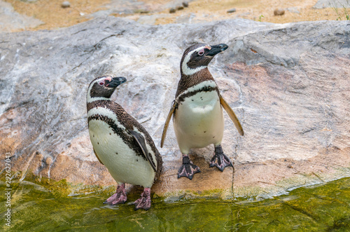 Penguins resting on the rocks on the shore