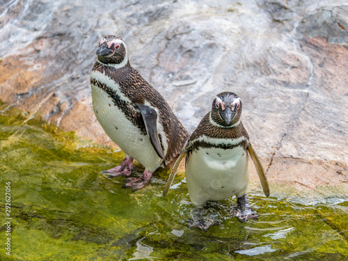 Penguins resting on the rocks on the shore