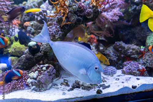 Bluespine Unicorn Tang..(Naso unicornis) ..strange fish from Pacific and Indian ocean there are horn likes unicorn photo