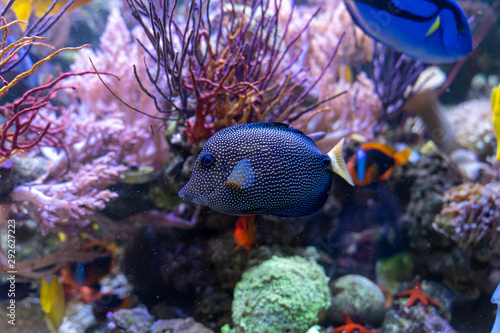 Gem tang (Zebrasoma gemmatum) in reef tank