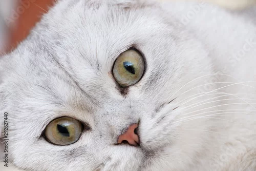 Fototapeta Close up portrait of a gorgeous Scottish fold cat