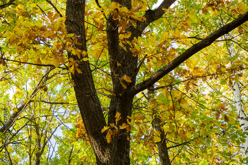Yellow oak leaves. Background. Autumn landscape.