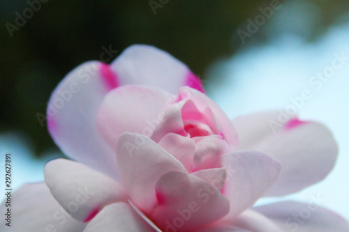 violet flower macro. background