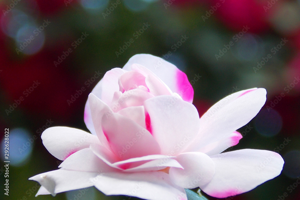 Fototapeta premium violet flower macro. background