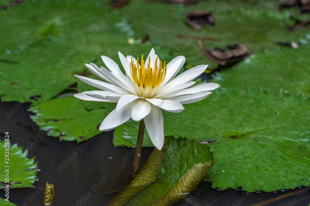 Beautiful white lotus, water plant in a pond in the tropical garden. Island Bali, Indonesia Beautiful white lotus, water plant in a pond in the tropical garden. Island Bali, Indonesia