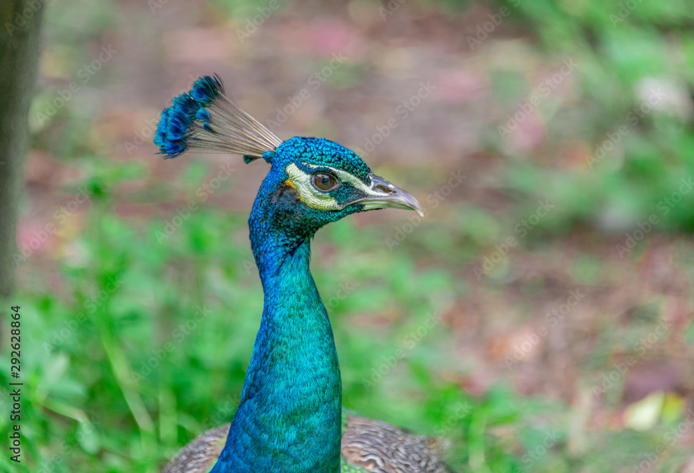 A close-up of a peacock with green feathers A close-up of a peacock with green feathers