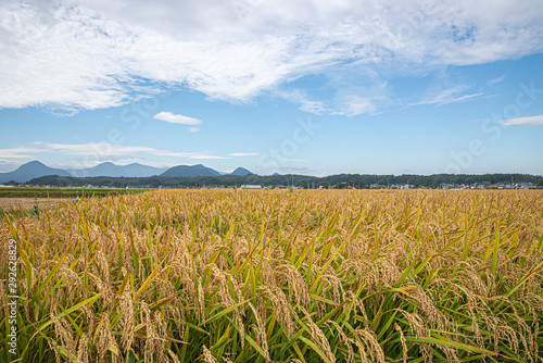 field and blue sky