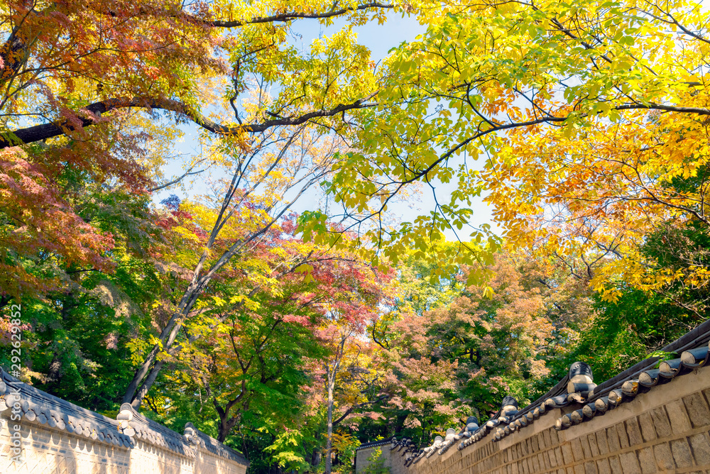 Look up view of the traditional Korean brick wall with black ceramic roof and colorful autumn leaves at entrance of Huwon (Secret Garden) at Changdeokgung Palace, Seoul, South Korea
