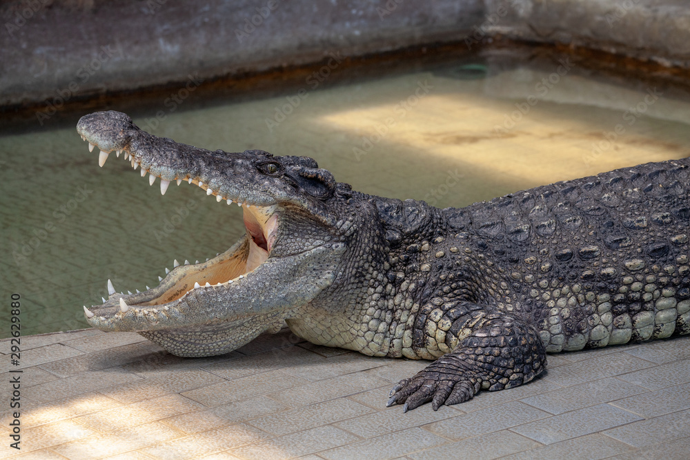 Fototapeta premium Crocodile action Opening his mouth to see his teeth.