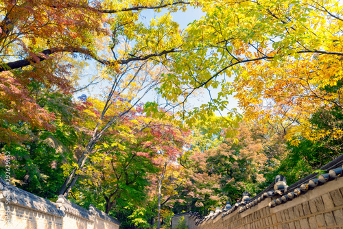 Look up view of the traditional Korean brick wall with black ceramic roof and colorful autumn leaves at entrance of Huwon (Secret Garden) at Changdeokgung Palace, Seoul, South Korea