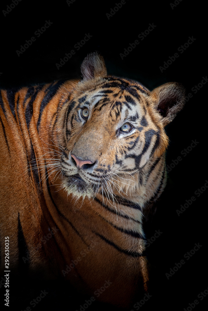 Fototapeta premium Tiger action
