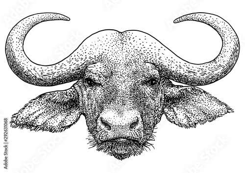 African portrait buffalo illustration, drawing, engraving, ink, line art, vector