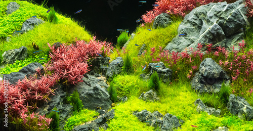 Beautiful tropical aqua scape, Nature Aquarium green plant an tropical colorful fish in aquarium fish tank. photo