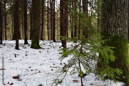 Fototapeta Naklejka Na Ścianę i Meble -  path in forest