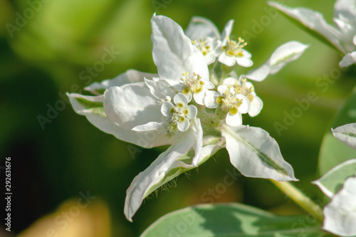 white flower