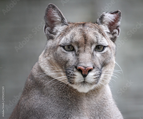 american puma in front of light background