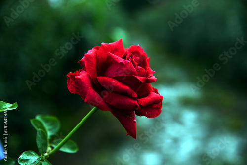 red rose with drops of water