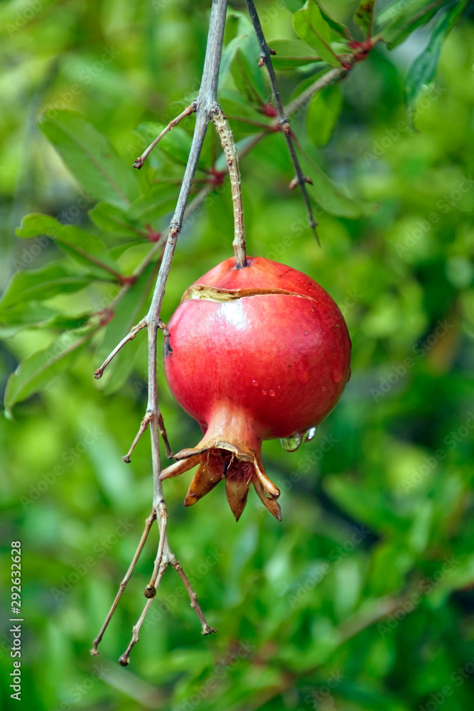 Ripe pomegranate fruit. Red fruit. Edible plant Ripe pomegranate fruit. Red fruit. Edible plant