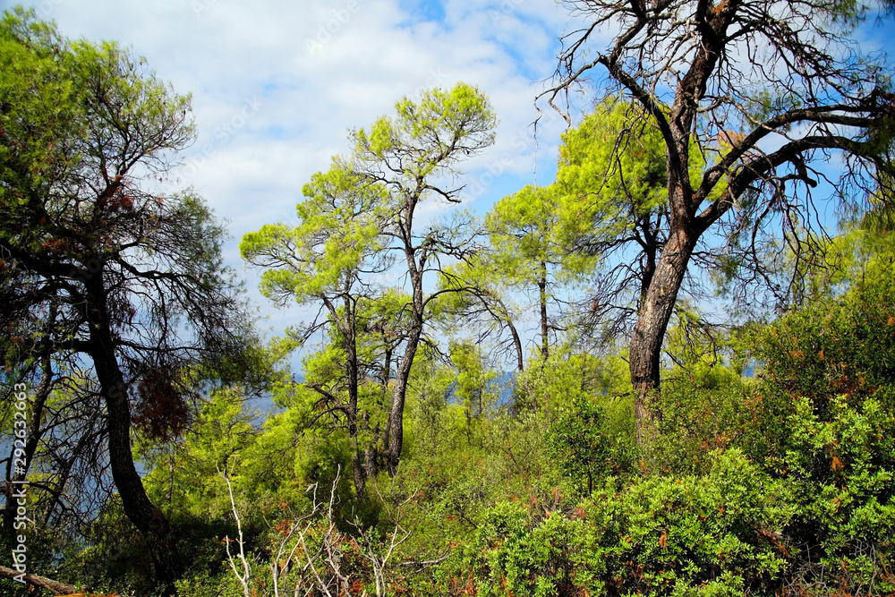 Fototapeta premium Recreation. View through the pine trees of the Aegean Sea in Sithonia. Greece. A warm sunny day in September. Bright colors and amazing beauty of nature. 