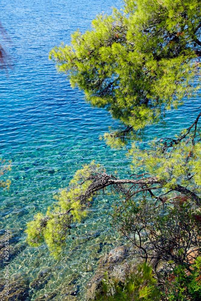 Recreation. View through the pine trees of the Aegean Sea in Sithonia. Greece. A warm sunny day in September. Bright colors and amazing beauty of nature.   