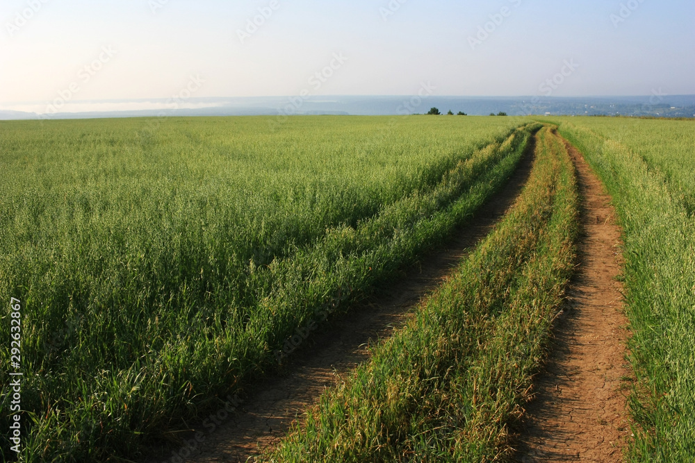 The road in the wheat field