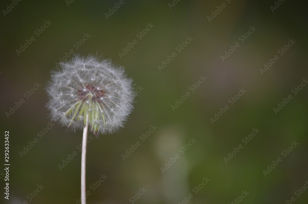 dandelion on green background dandelion on green background