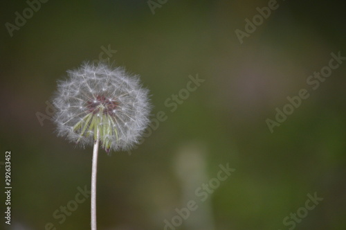 dandelion on green background