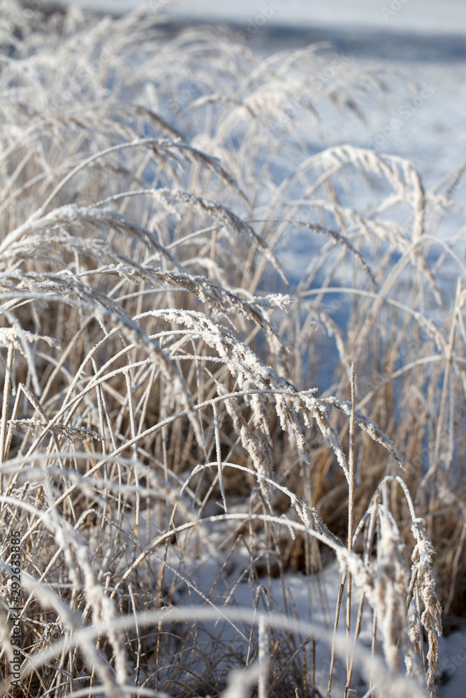Obraz premium Delicate Frosted Plants In Daylight
