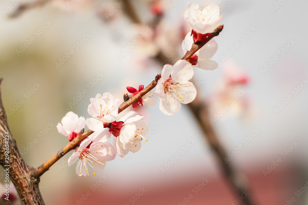 Close up new fresh apricot flowers in spring time in Orchard in selective focus Close up new fresh apricot flowers in spring time in Orchard in selective focus