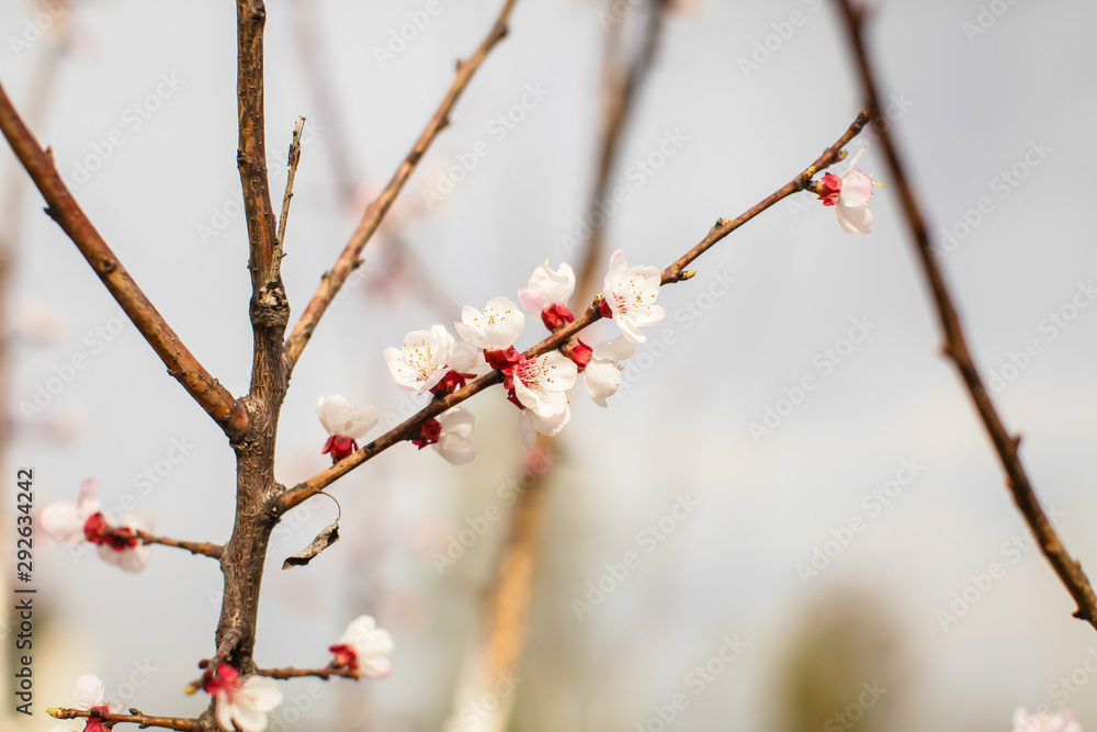 Close up new fresh apricot flowers in spring time in Orchard in selective focus Close up new fresh apricot flowers in spring time in Orchard in selective focus