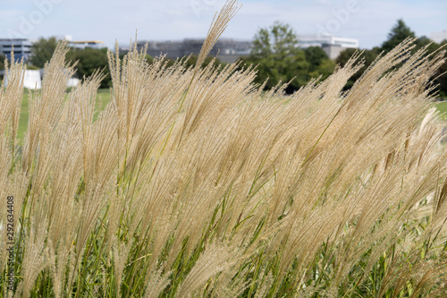 susuki grass