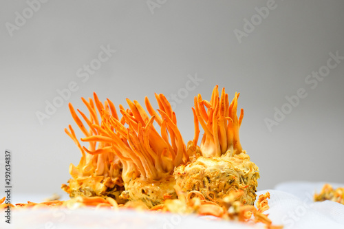 Cordyceps militaris