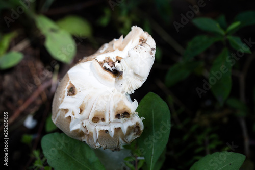 Mushroom between the grass. © indigolotos
