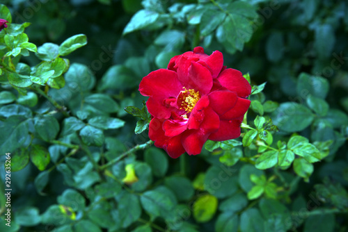 red flower in garden