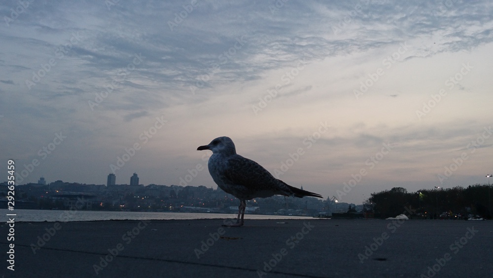 seagull at golden horn gulf in Istanbul