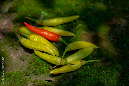 Xiaomi spicy, also known as Xiaomi pepper, is produced in Yunnan, China, and is the main material for making pickled pepper. photo