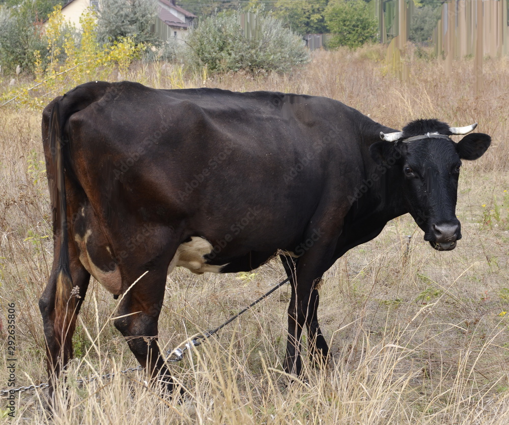 Autumn. In a yellowed field is a beautiful well-groomed black cow. Autumn. In a yellowed field is a beautiful well-groomed black cow.