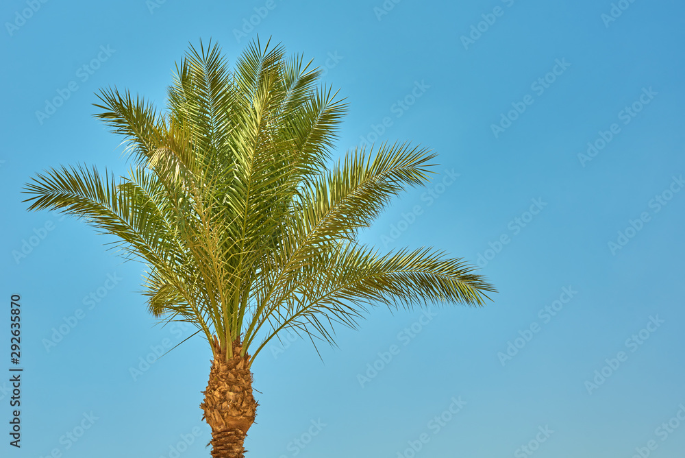Date palm tree on a beach against blue sky Date palm tree on a beach against blue sky