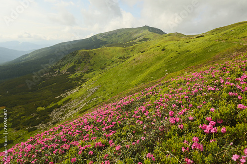 mountain peak covered with rhododendron flowers in June  in bloom of pink flowers
